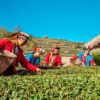 Alishen,Qingjing and Sun moon lake 4 day tour
