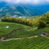 Alishen,Qingjing and Sun moon lake 4 day tour：圖片 9