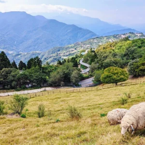 Qingjing-Hehanshen | 清境-合欢山