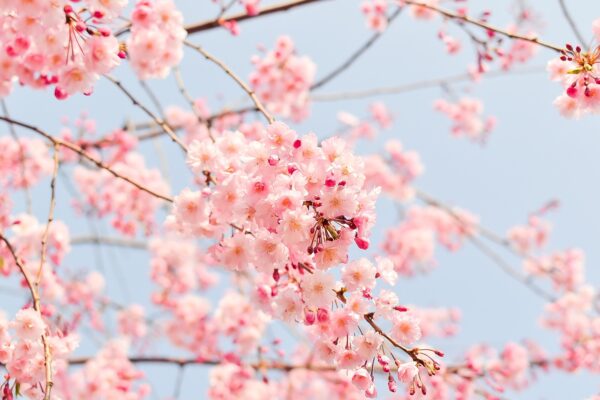 Taichung Cherry blossom trip 台中樱花季