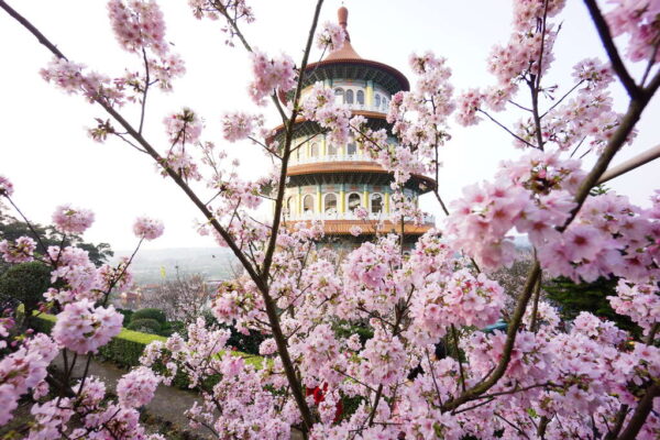 Taipei Cherry blossom trip 台北樱花季