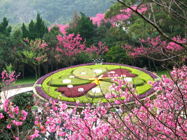 Taipei Cherry blossom trip 台北樱花季：圖片 2