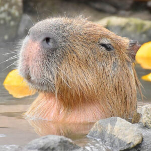 Yilan mountain or sea line | 宜兰 (山线或海线)