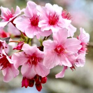 Cherry blossom Private tour