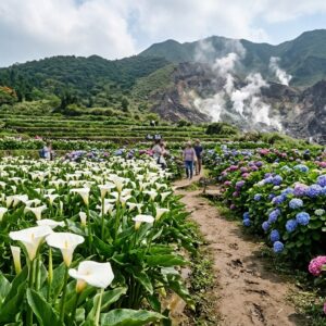 Hydrangea Blossom season 2026 繡球花季